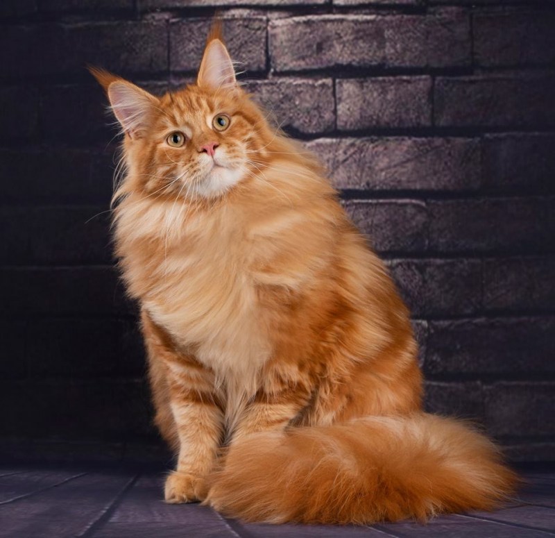 Коты Мейн кун гигантские