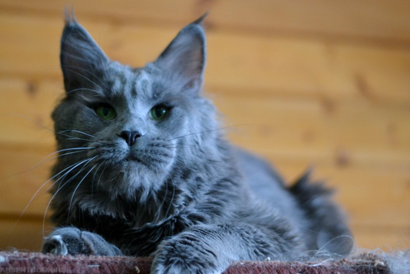 Крупные коты Мейн кун