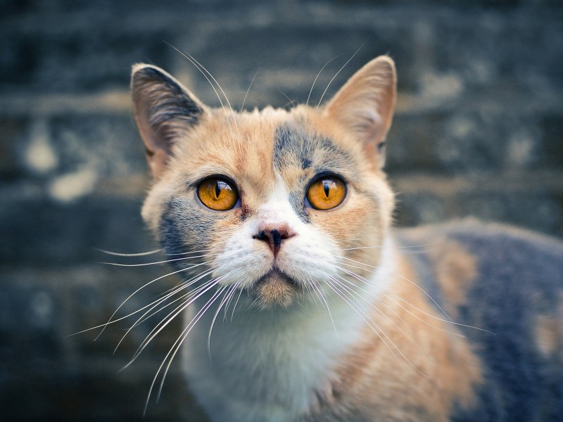 Янтарные глаза у кошки