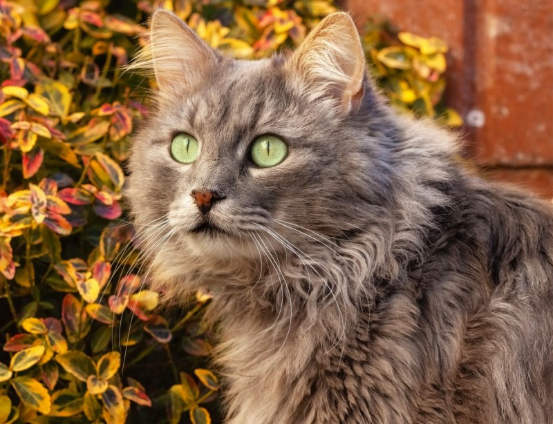 Кошка осень