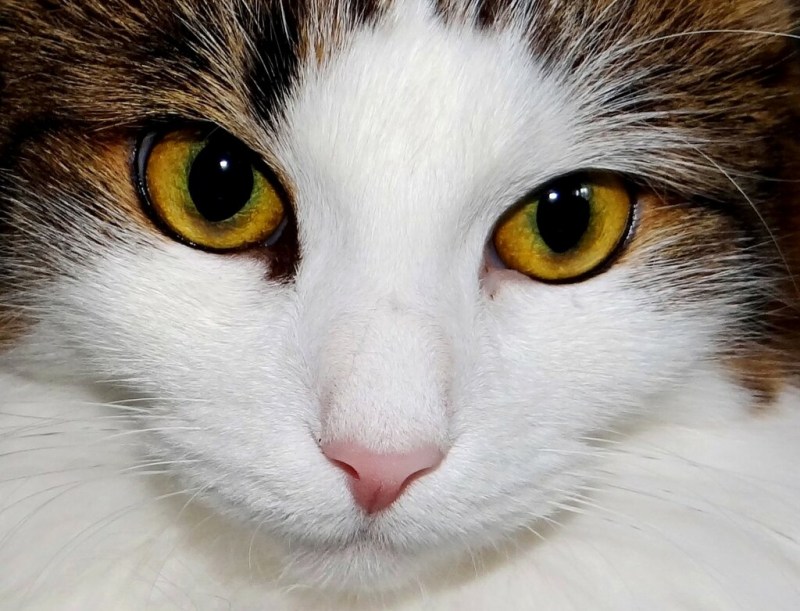 Кошачий глаз