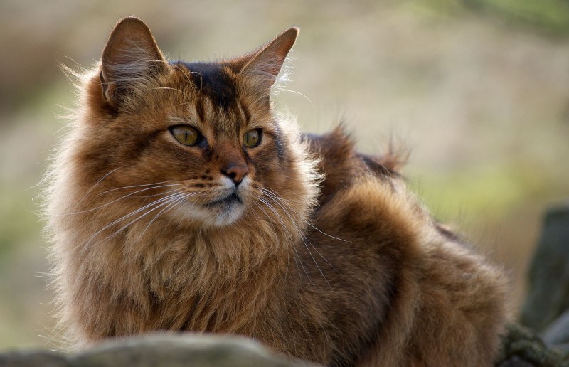 Кошки с умными глазами