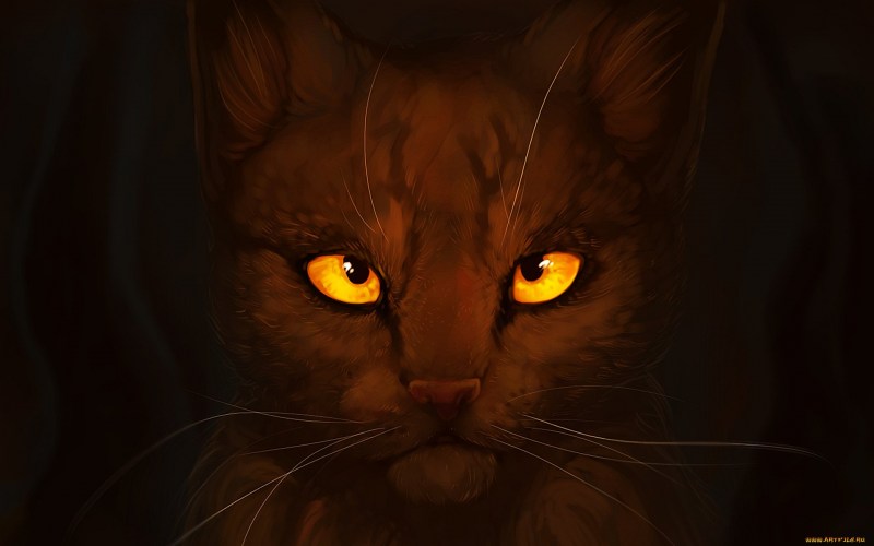 Коты Воители янтарные глаза
