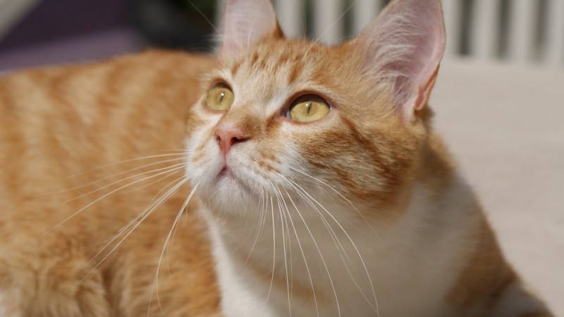 Желтая кошка