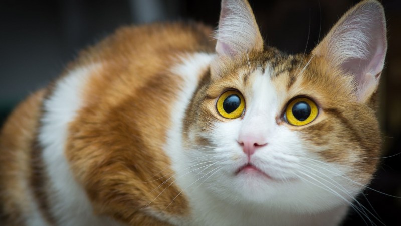 Скоттиш шартрез
