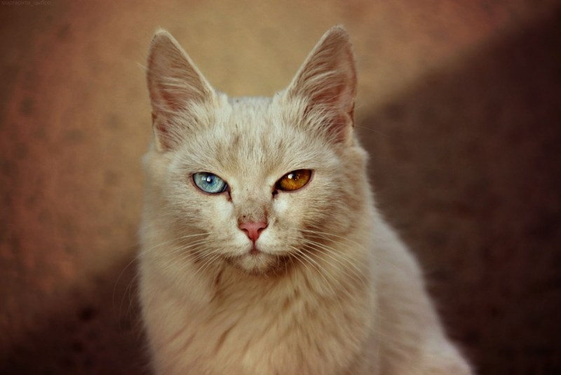 Светло бурая кошка