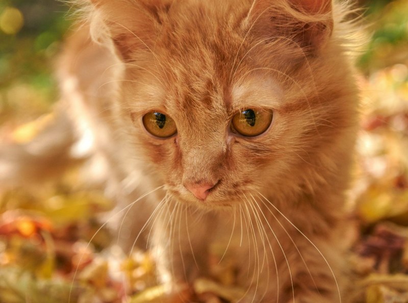 Коричневая полосатая кошка