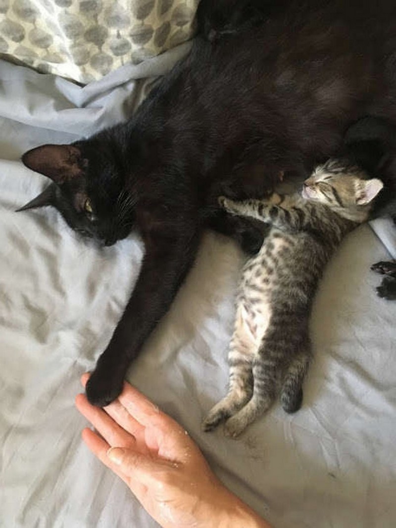 Беременная кошка с котятами