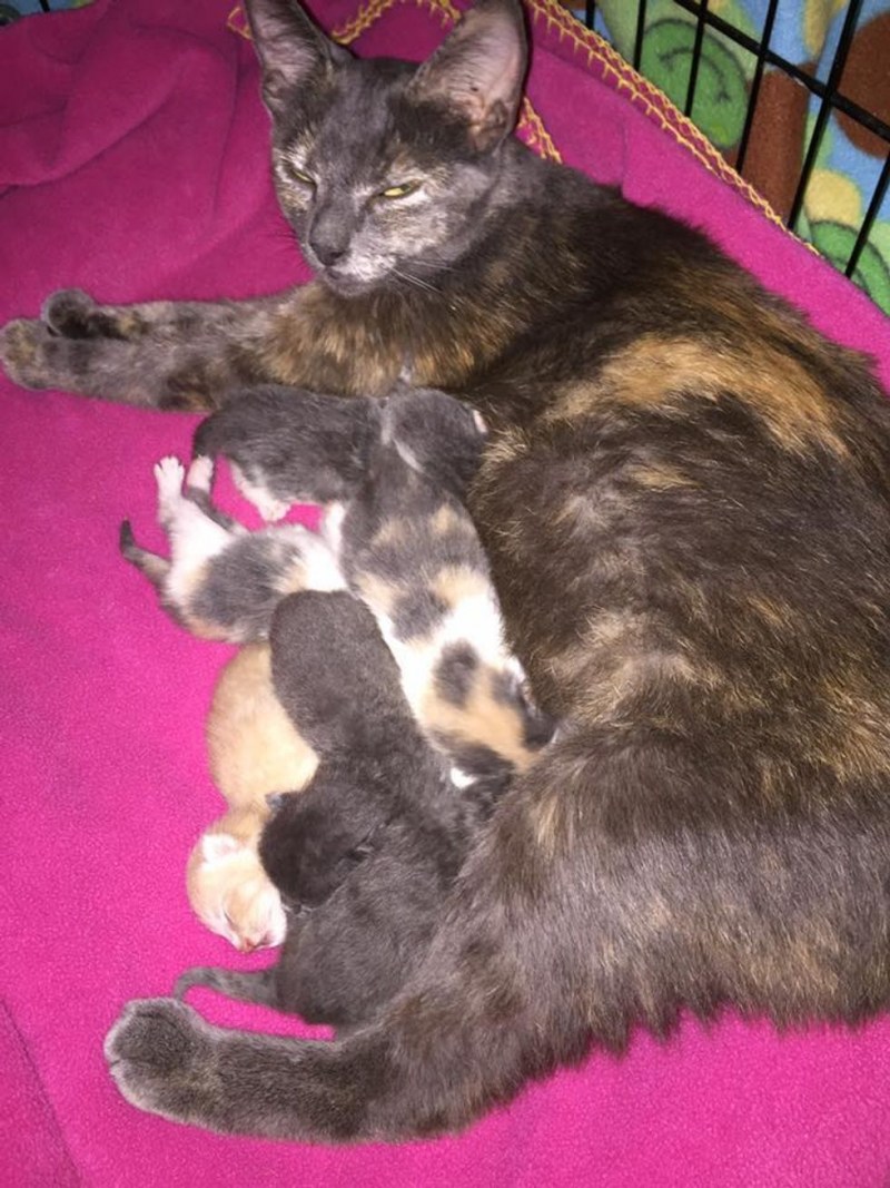 Новорожденные котята с мамой