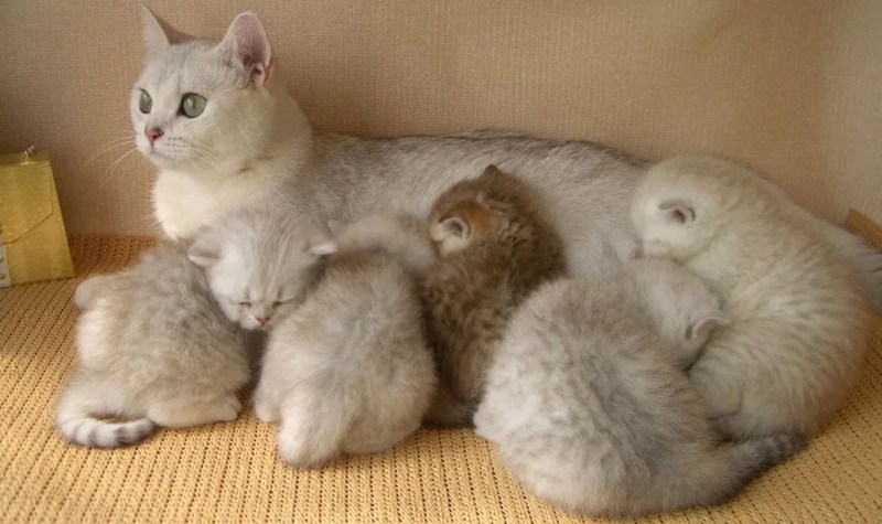 Беременные кошки с большим животом