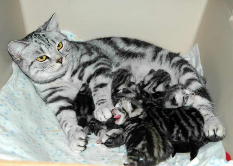 Беременная кошка