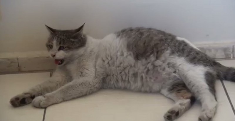 Беременных с котятами кошек