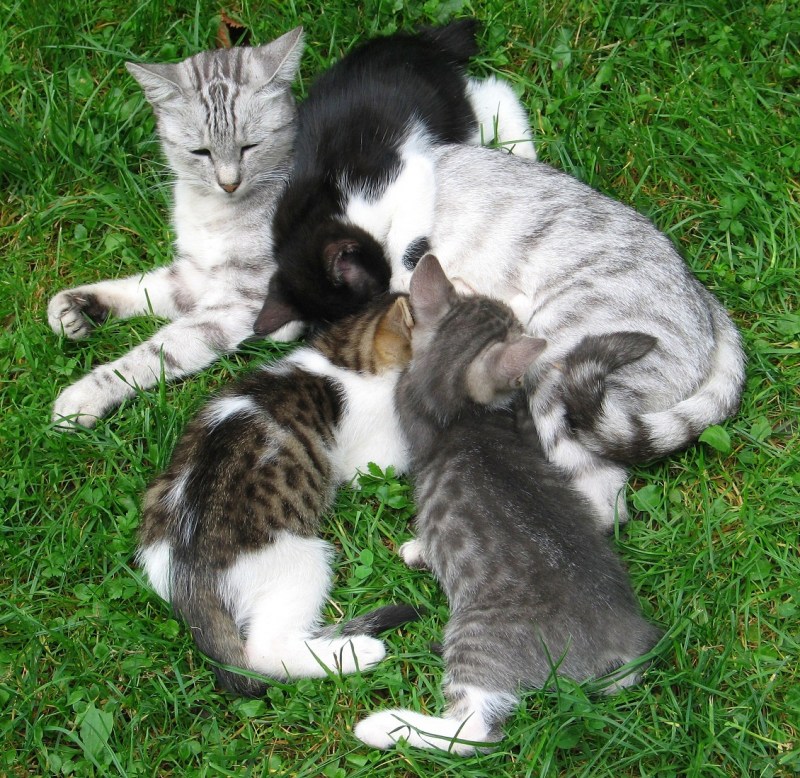 Гнездо для беременной кошки