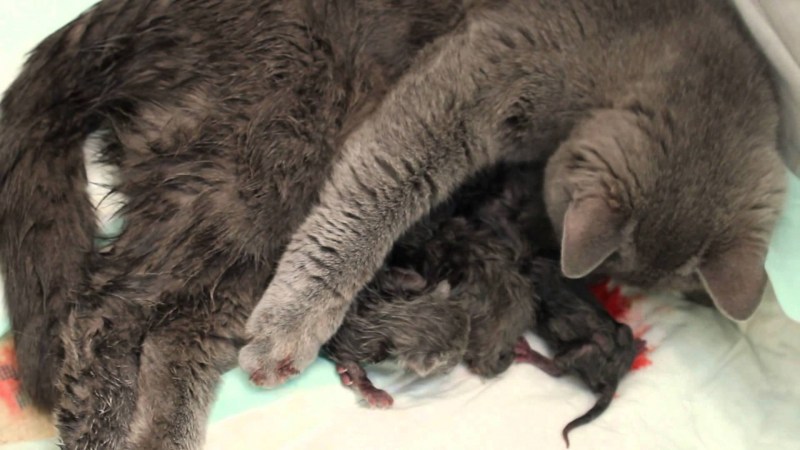 Беременные котики
