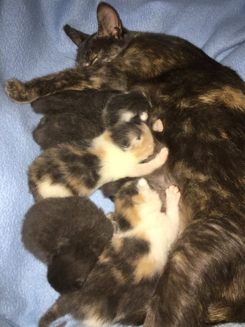 Кошка с родившимися котятами