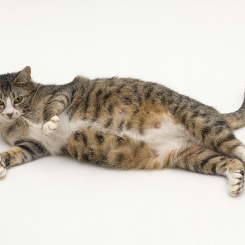 Беременная кошка