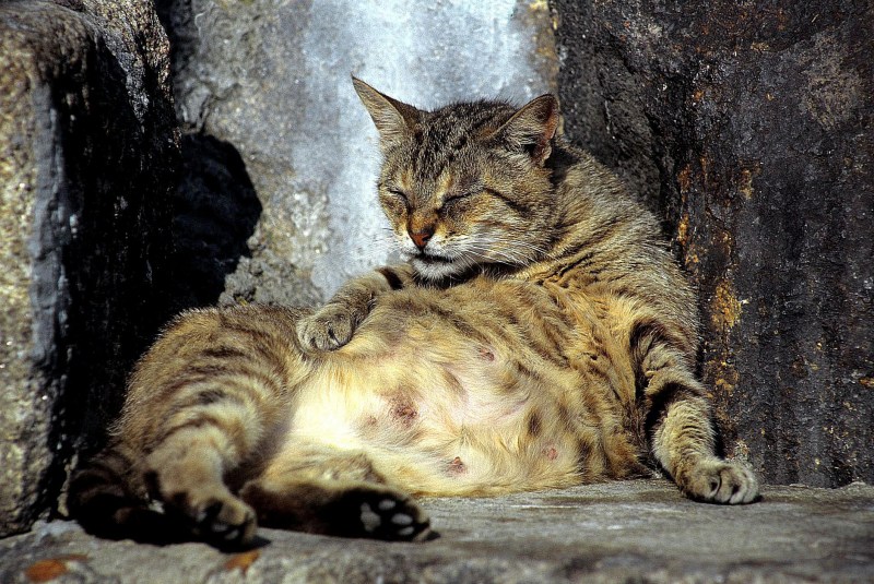 Беременная кошка с котятами