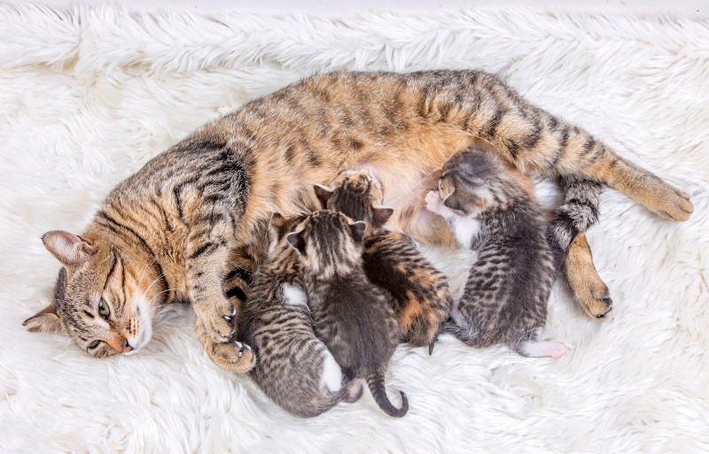Кошка с родившимися котятами