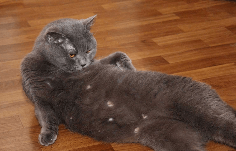 Беременные котики