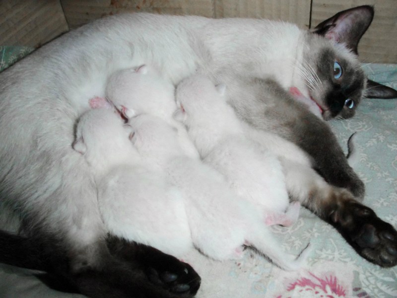 Беременная кошка
