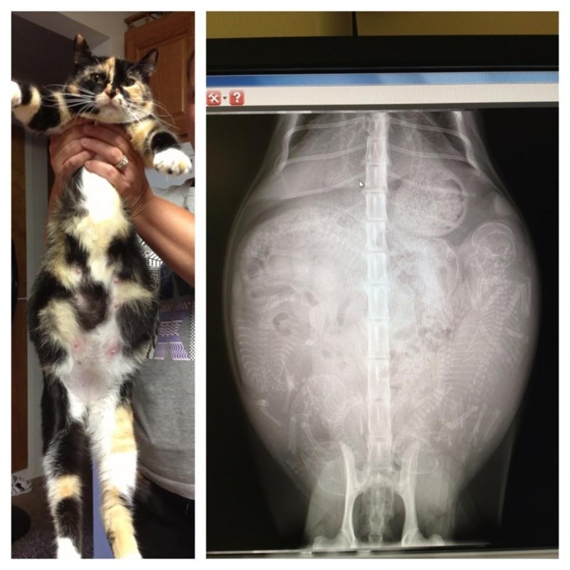Шотландская кошка котенок