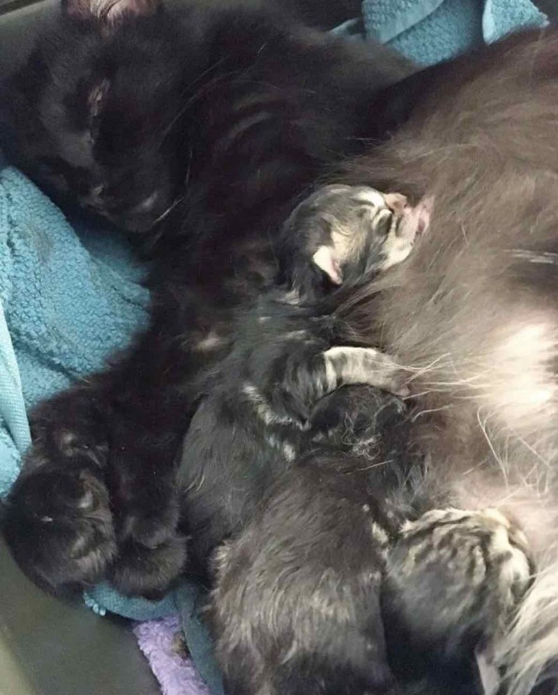 Беременная кошка с котятами