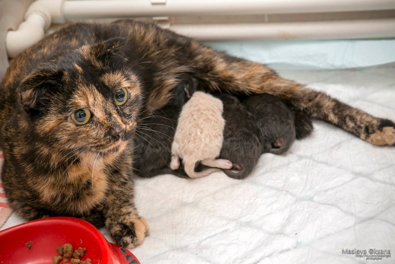 Британская кошка родила котят
