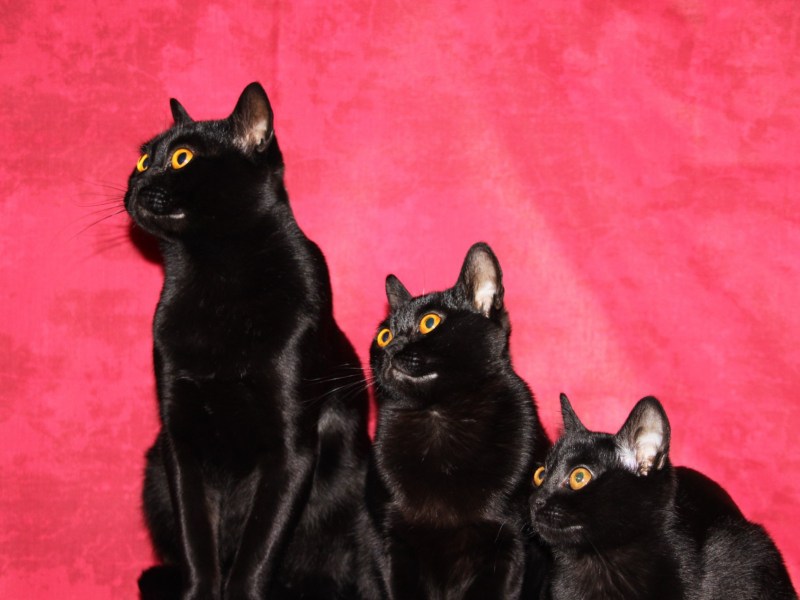Бомбейская кошка