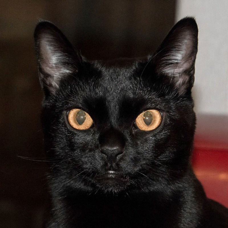Бомбейская черная кошка