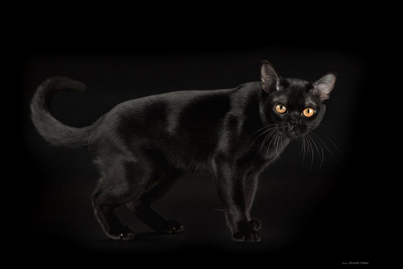 Бомбейская черная кошка