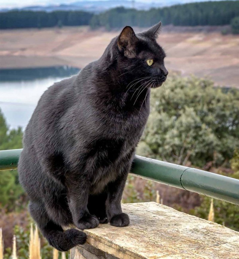 Бомбейская кошка