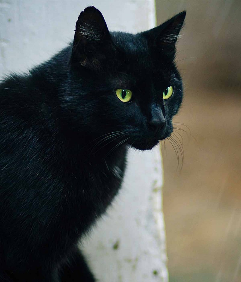 Бомбейская кошка