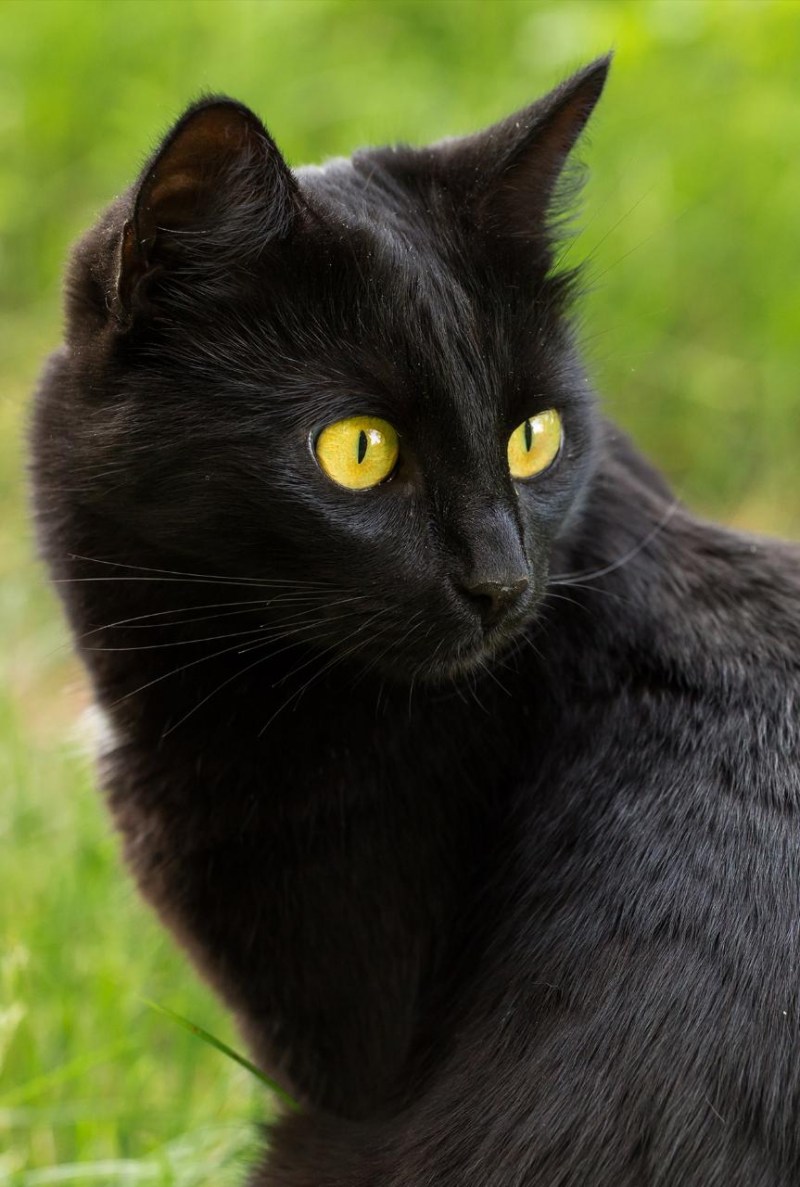 Бомбейская черная кошка