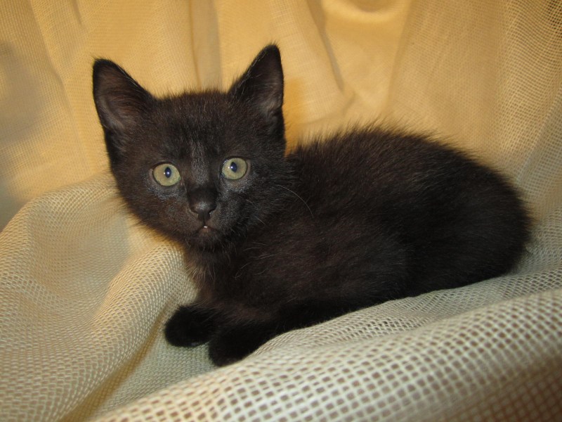 Бомбейская кошка котенок