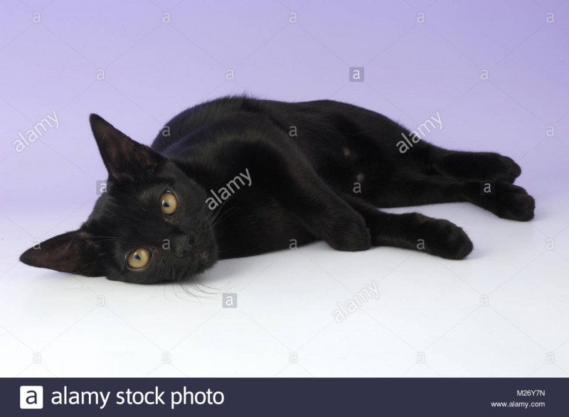 Бомбейская кошка собака