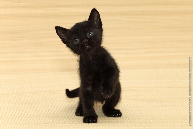 Бомбейская кошка котенок
