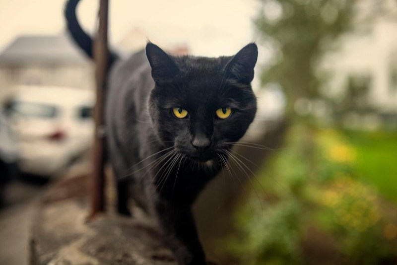 Кошка породы Бомбей