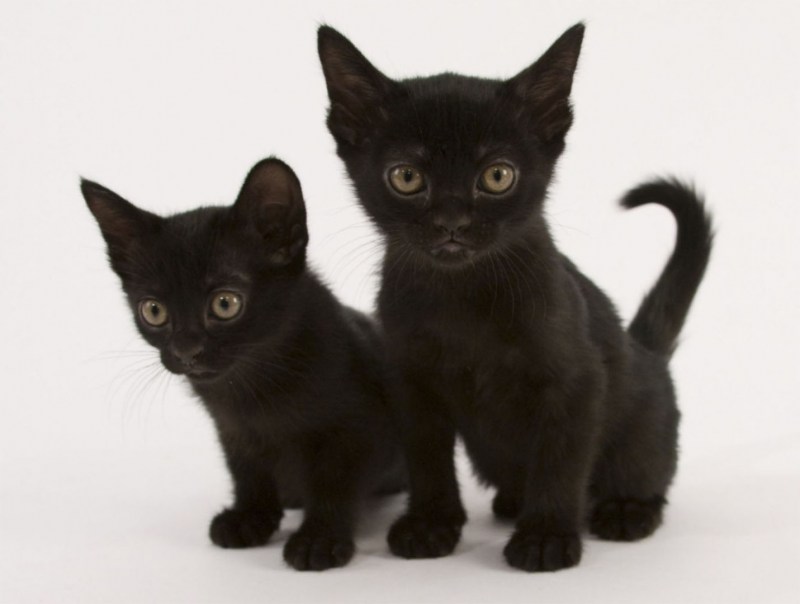 Бомбейская черная кошка котята