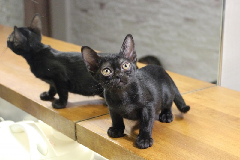 Бомбейская кошка котенок