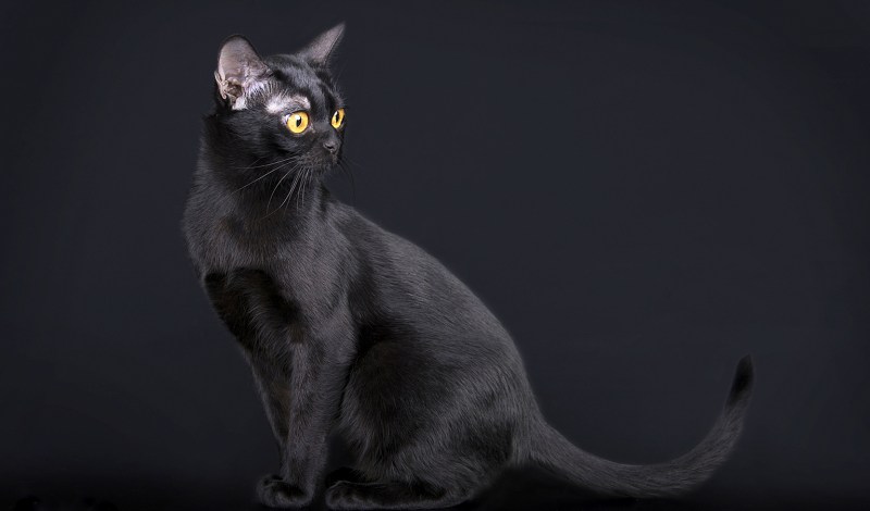 Бомбейская кошка