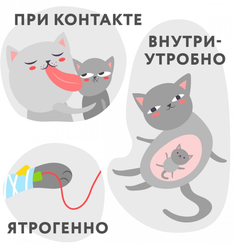 Кошачья чумка панлейкопения
