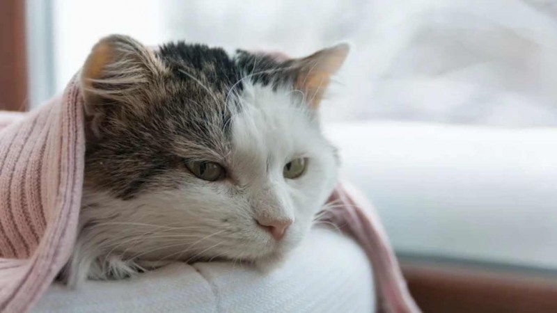 Больной кот обои