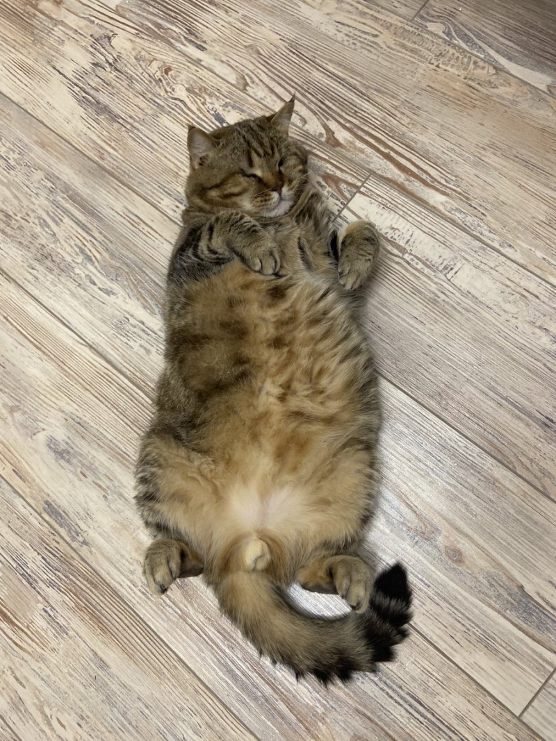 Вакцинация кошек