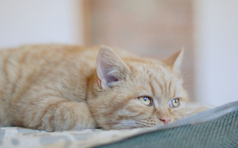 Кошка заболела