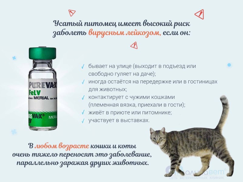 Пуревакс схема вакцинации кошек