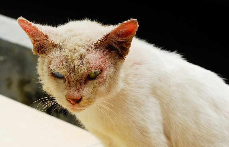 The domestic Cat