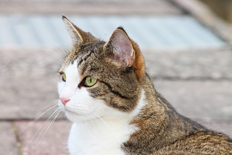 Лишай на мордочке у котенка