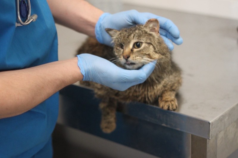 Кошачий стригущий лишай