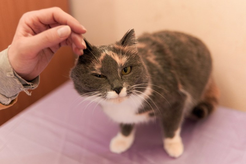 Кот расчесывает шею до крови