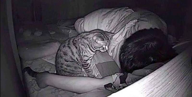 Кошки которые не спали всю ночь